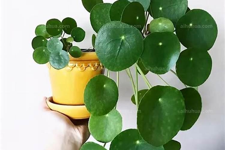 镜面草怎么养 镜面草怎么养比较好