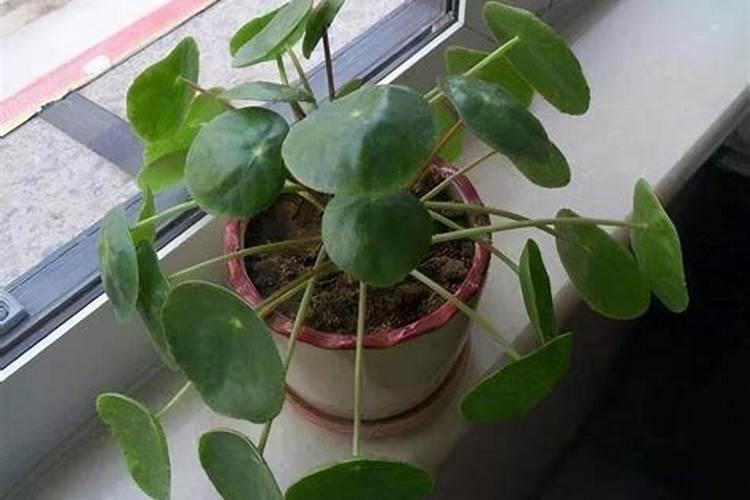 镜面草的养殖方法