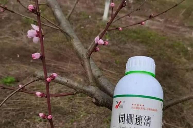 葡萄清园一般什么时候 葡萄清园可以打波尔多液吗