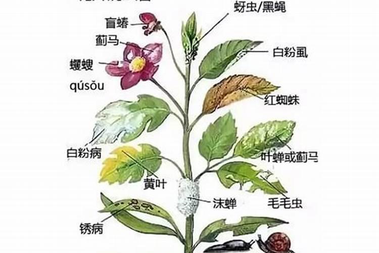 作物缺钙裂果？如何科学补钙？