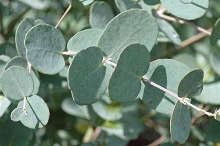 西红柿第一次冲平衡肥一亩地冲多少？