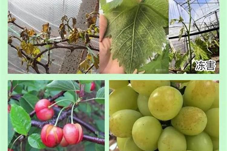 种植阳光玫瑰葡萄时,需要施什么肥呢？