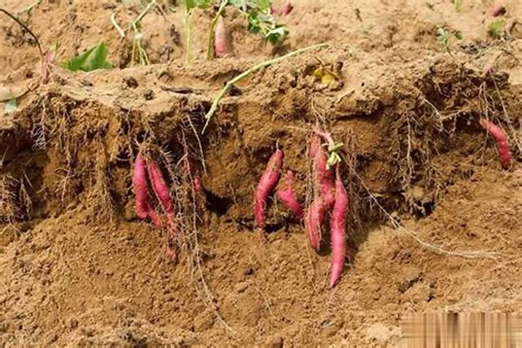 让树木快速生长的肥料