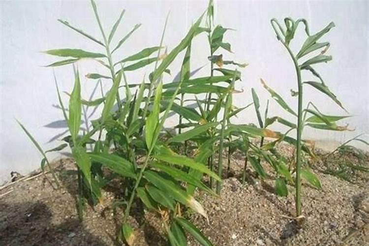 生姜出苗后用什么肥料