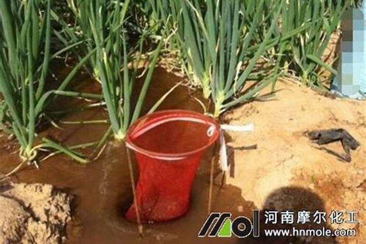 大棚蔬菜水溶肥怎样冲？施水溶肥有什么好处？