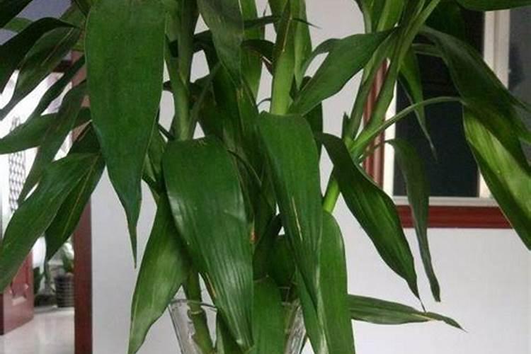 水培富贵竹怎么施肥