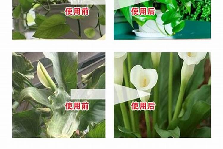 请问在武汉建50亩地的蔬菜大棚,大概需要多少钱造价,种叶菜是需要冷棚还...