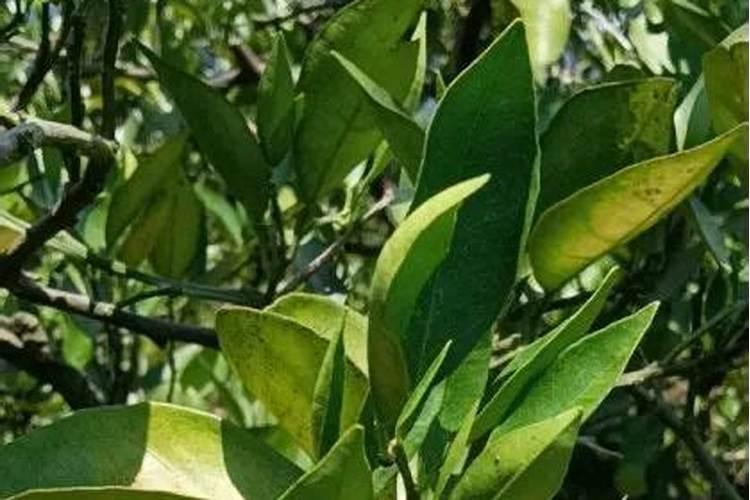 脐橙树缺硼的症状和补救措施是什么？