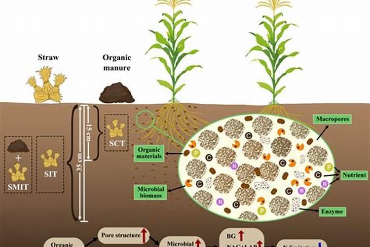 有机肥是如何对土壤和植物起作用的呢？