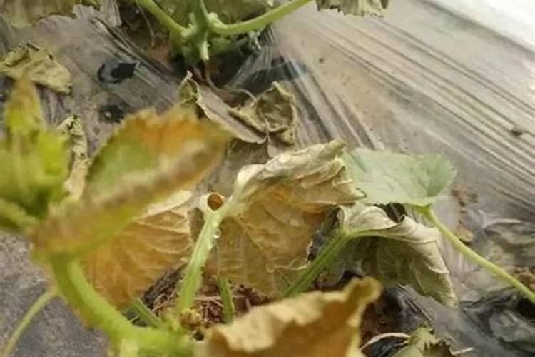 甜瓜用磷肥过多发生肥害求解