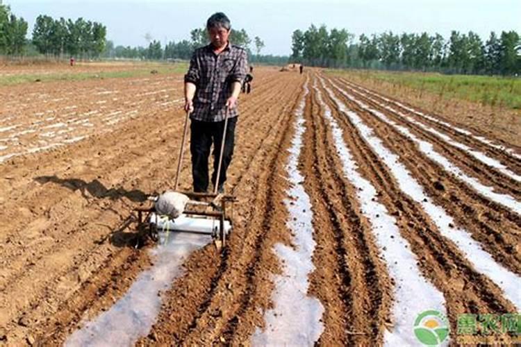 花生施肥的正确方法