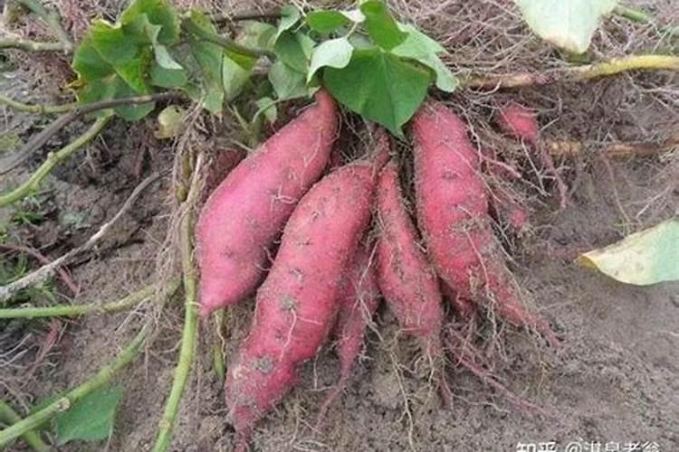 红薯底肥最佳配方