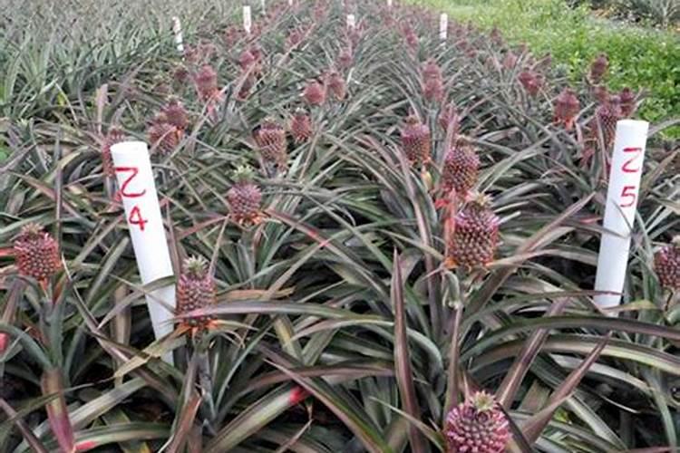 菠萝种植方法