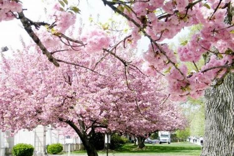 樱花怎么施肥 樱花如何施肥