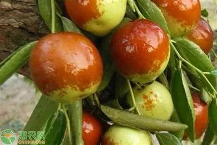 奥之蓝纯硫基颗粒水溶型复合肥在西红柿开花盛果期用量与方法百度知 ...