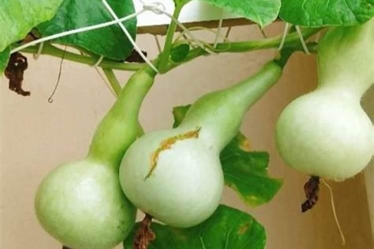 葫芦花开后,需要施肥吗？