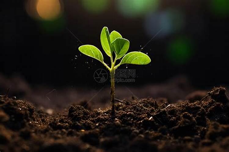 大蒜的发芽生长过程？