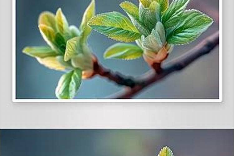 发财树的生长过程描写作文