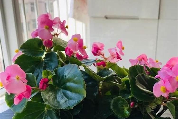 生根水可以浇花吗