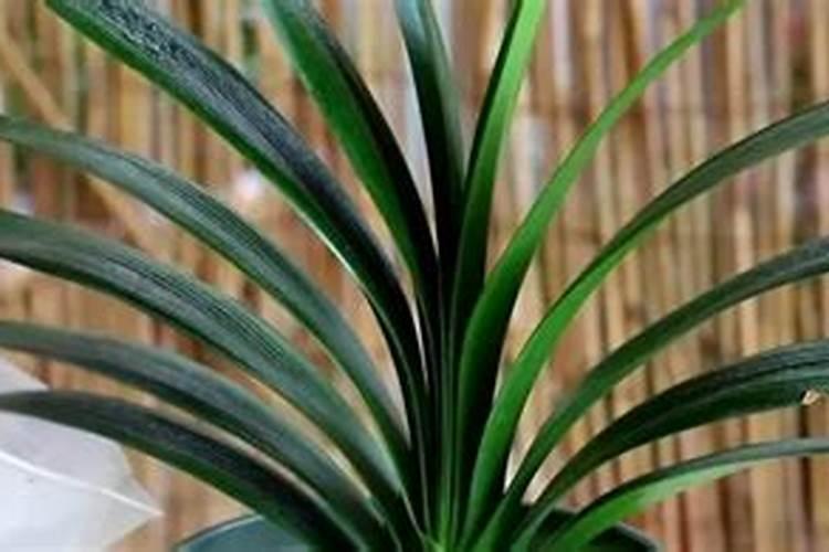 君子兰夹箭用什么肥