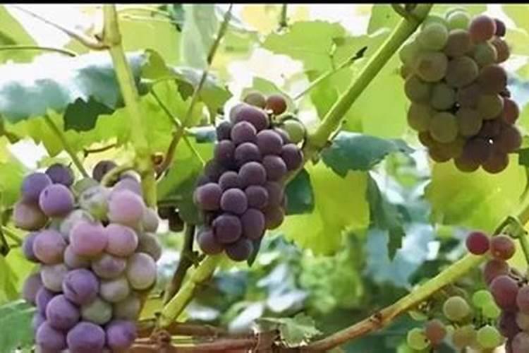 葡萄上色最快最好的方法
