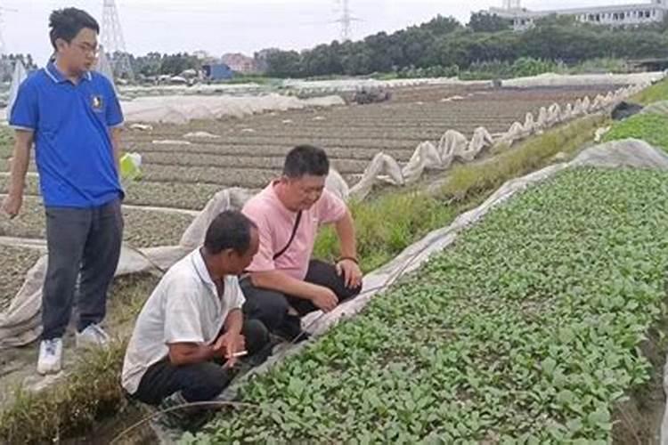 请教:蓝雨蓝莓栽培问题