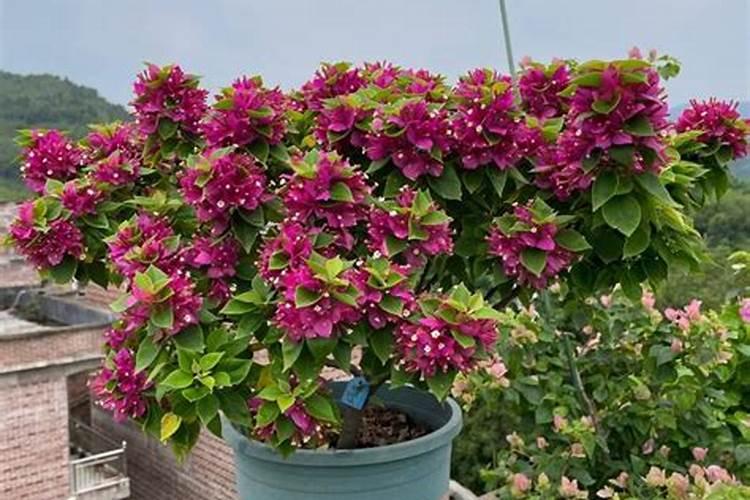 三角梅如何催花 正确的施肥方法