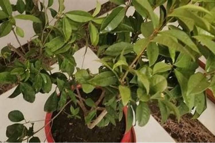 桂花换盆后多久浇水