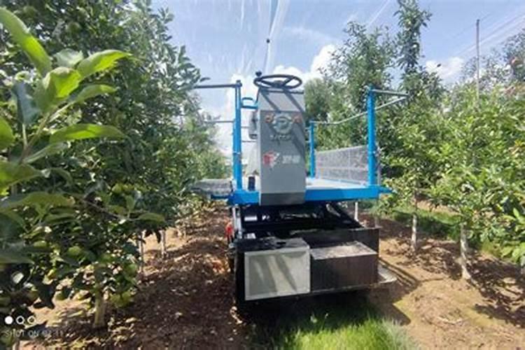 柚子的科学施肥技术