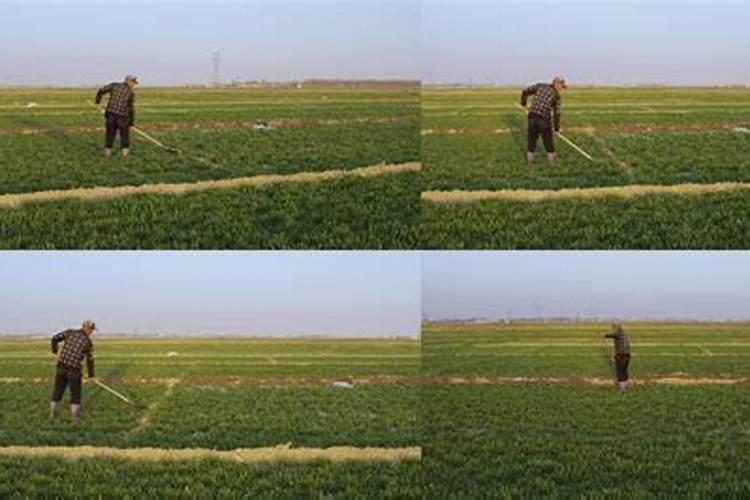 麦子各个阶段施什么肥料好 施肥注意事项