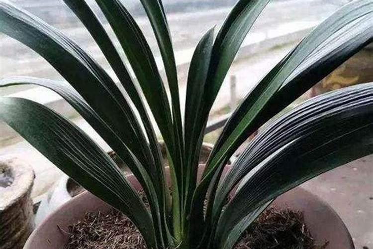 氮肥和磷肥怎么区分