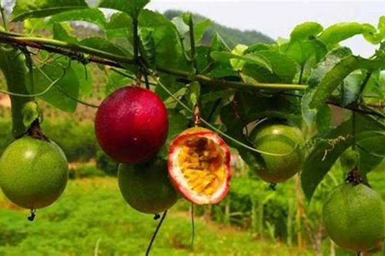 百香果不长苗是怎么回事？种植百香果防病施肥如何做