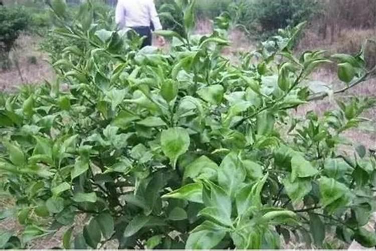 复合肥能泡水浇花吗 复合肥能不能兑水浇花