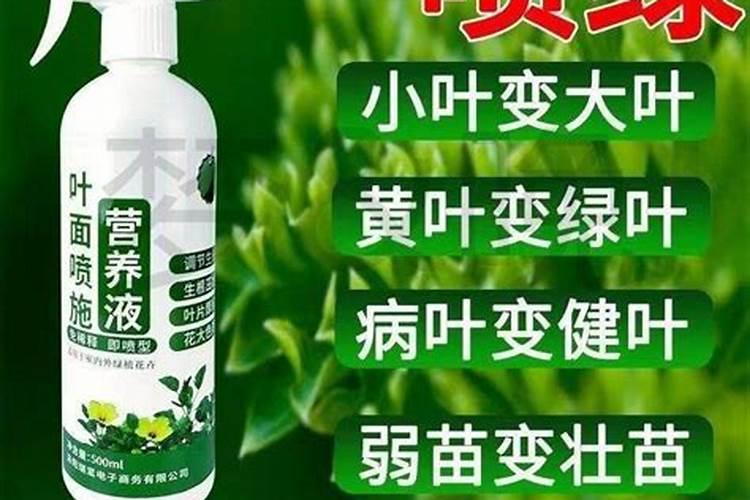 叶面肥喷多烧叶片有补救措施吗