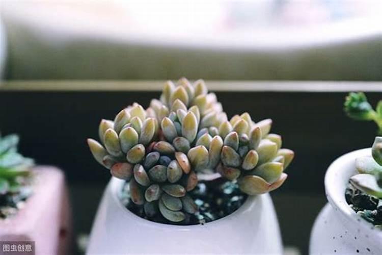 多肉植物施什么肥容易爆盆