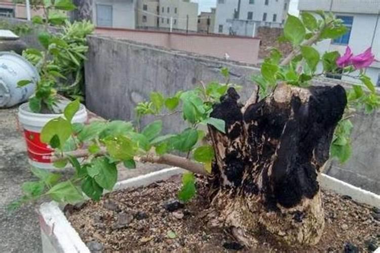 金大地复合肥多少钱一袋？