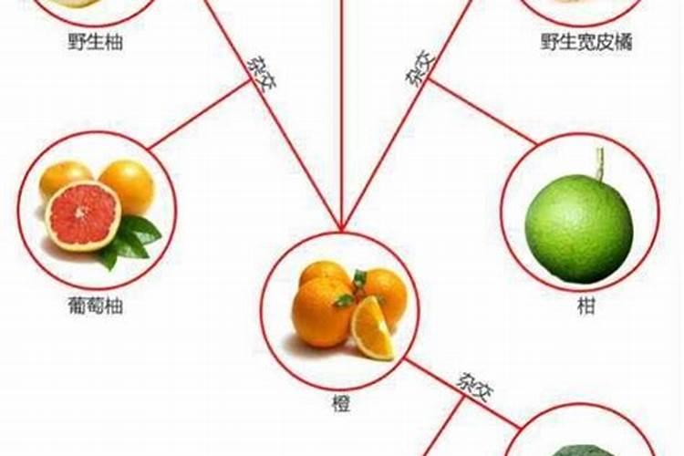 钙镁肥对植物的作用