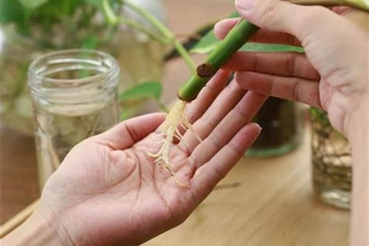 植物生根有专用叶面肥吗？生根剂可以直接浇灌吗？