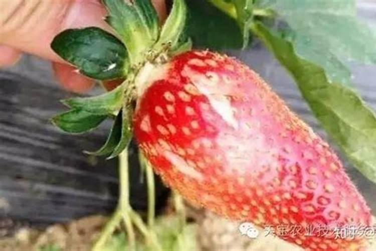 月季夏季施肥时间和方法