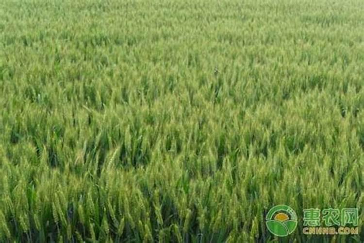 冬小麦什么时候追肥最好