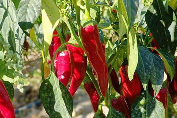 新疆色素辣椒种植技术