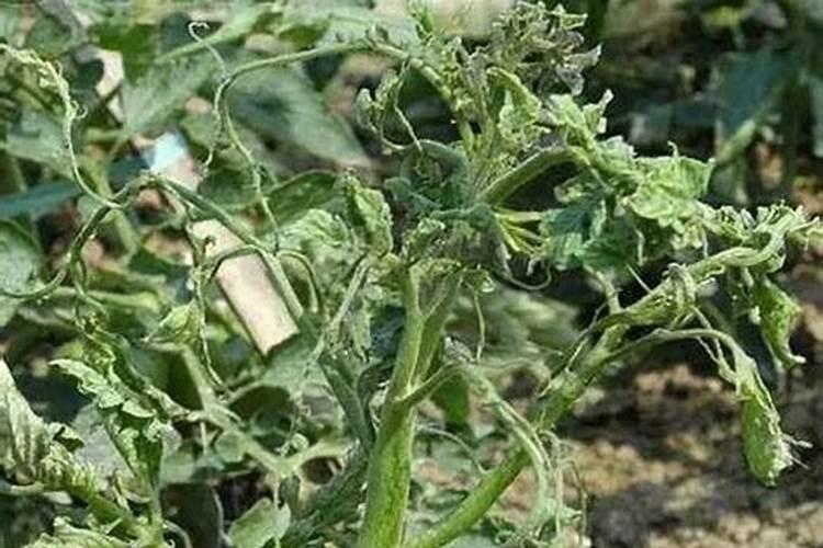 西红柿开花时是否要施肥