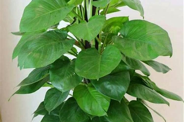 氮磷钾复合肥使用方法