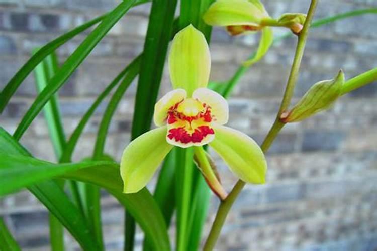 建兰兰花花谢后怎样施肥