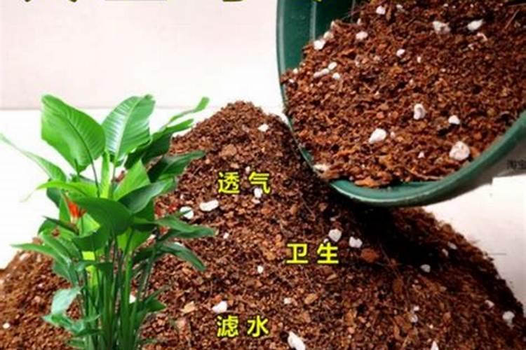 在养花时如何使用磷肥