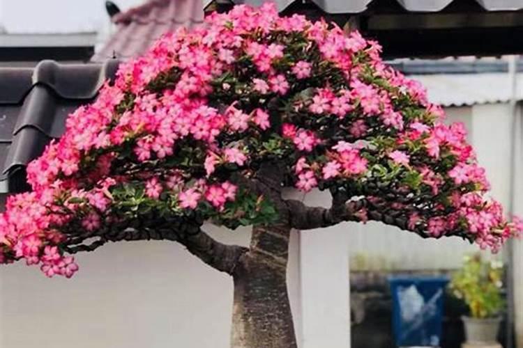 春季沙漠玫瑰长芽后如何追肥