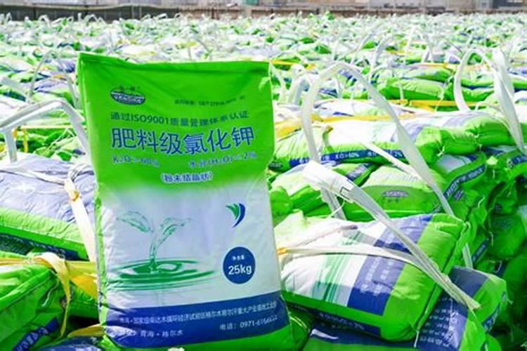 竹柏怎么施肥,这四点很关键!