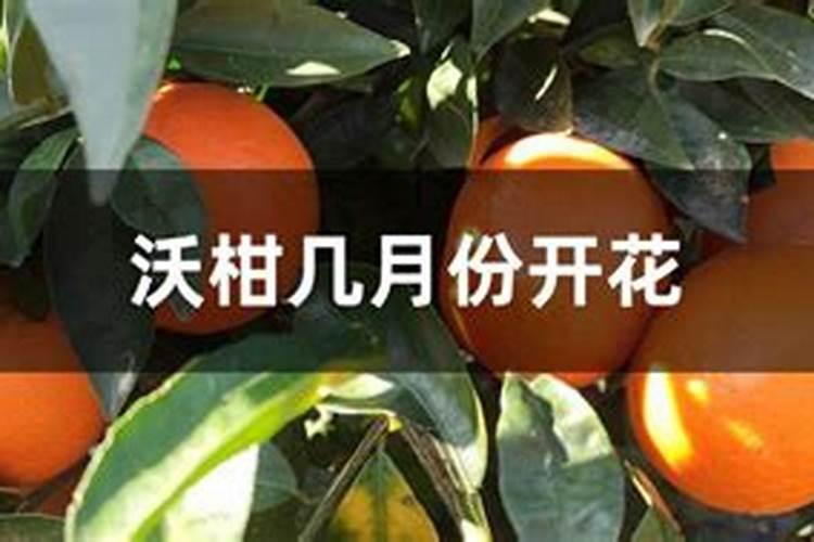 新栽苹果树如何施肥