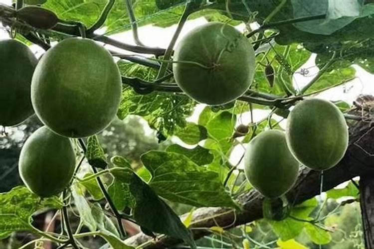 表哥覃进展被抓了吗