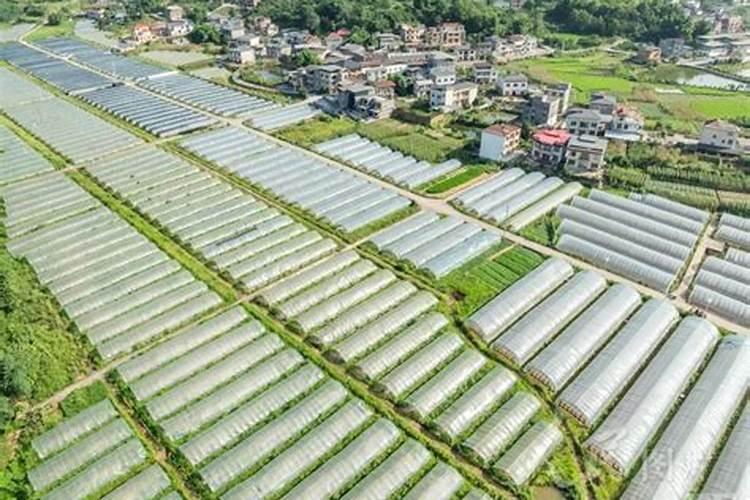 肥料发酵剂和菌肥可以用于果蔬种植么？怎么用